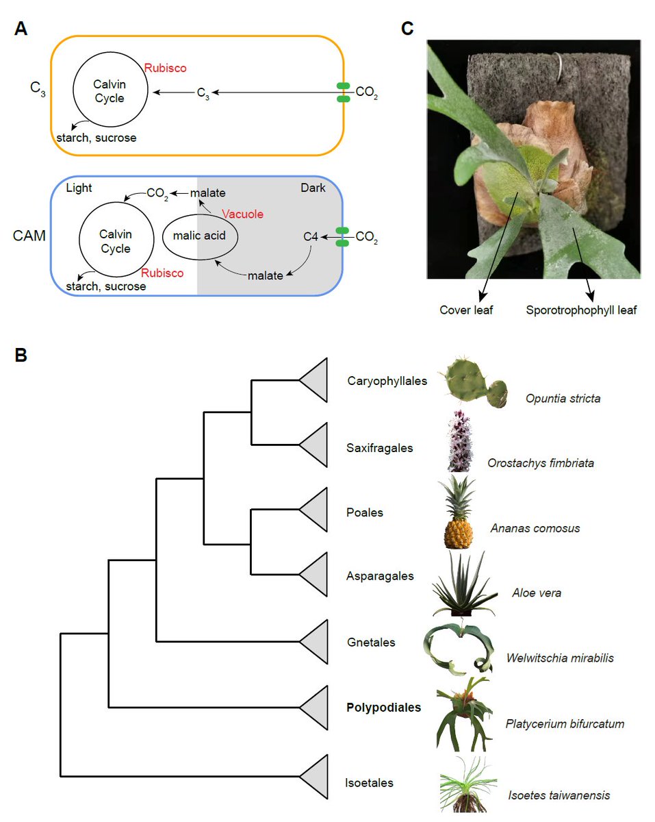 MPlantPCom's tweet photo. Diel dynamics of multi-omics in elkhorn fern provides new insights into weak CAM photosynthesis #research  #PlantCommunications https://t.co/fivfWAXKoP https://t.co/smnH13sUMq