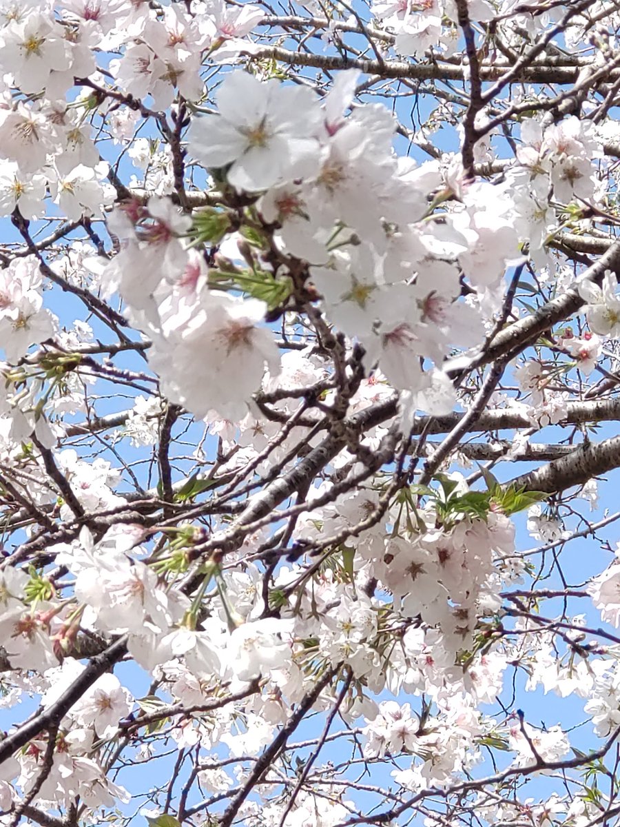 「桜〜 」|睦月のイラスト