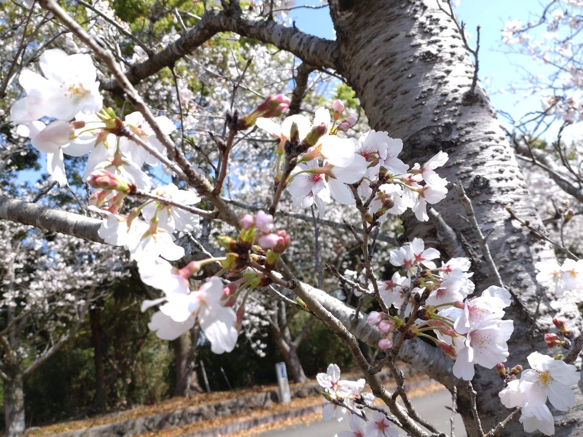 「桜〜 」|睦月のイラスト