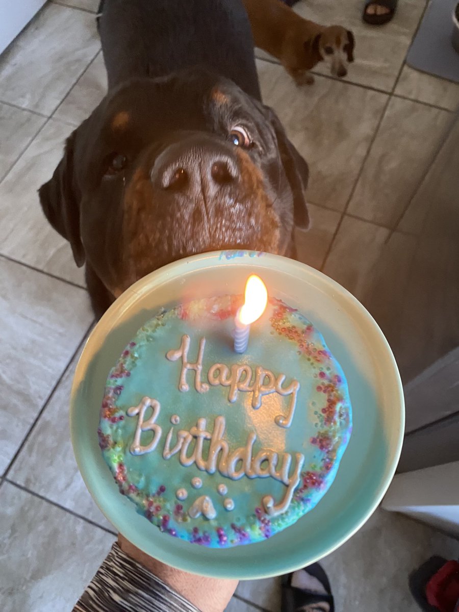 .<a href="/Ken_bbFan/">Ken⚾</a>  it’s his party 🎉 and he will play if he wants too! 🎶.  BO is 4 years young and he enjoyed his party.  #rottweiler #birthday
