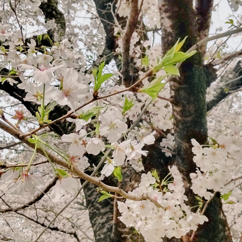 「春ですわ 」|むくうじ🖐🏿洋ゲーフェス5/13参加！のイラスト