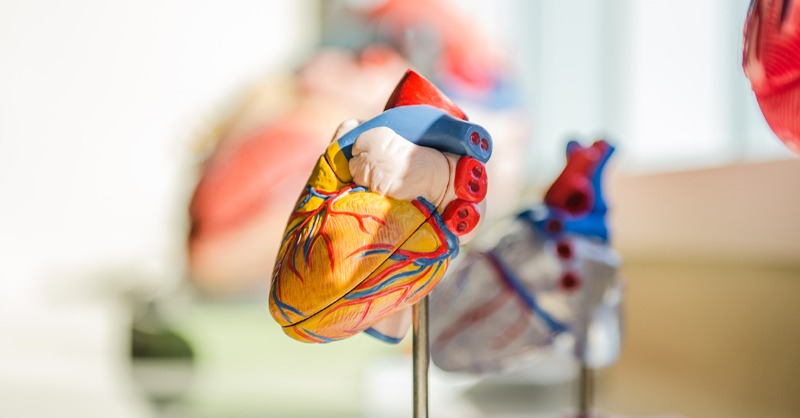heartfoundation's tweet photo. The Heart Foundation series 'Living well with heart failure', is available in twelve languages, and includes a series of videos that can help people with heart failure understand their condition and to take an active role in managing their symptoms 👇