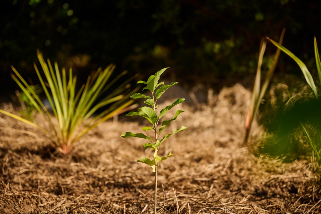 🌳 Trees That Count 🌳 tweet media