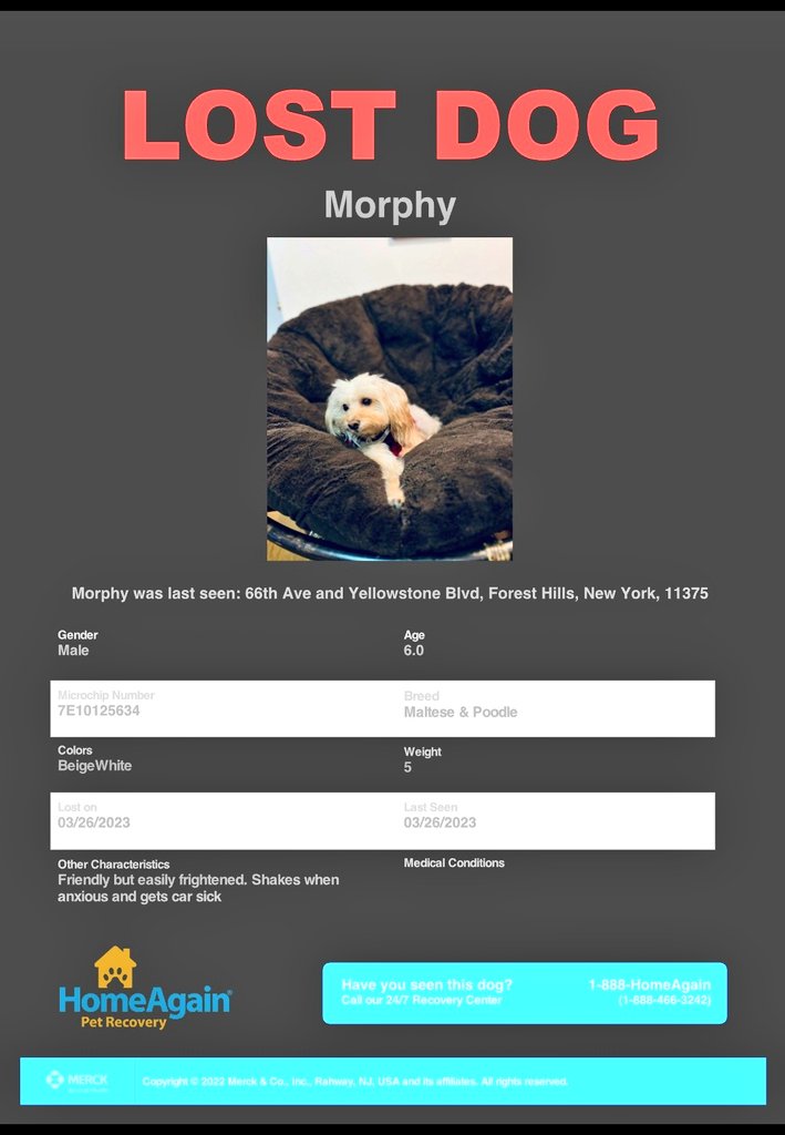 🇺🇸📢🗽🆘️😿Please RT to find Murphy #NYC #lostdog #Missingdog #Queens #ForestHills
#dogsoftwitter 🐕