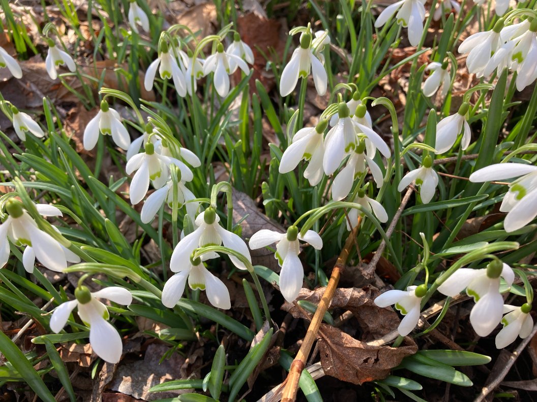 Dainty snowdrops along a path in the woods...  life emerging from dormancy and a welcome sign of spring 🌷