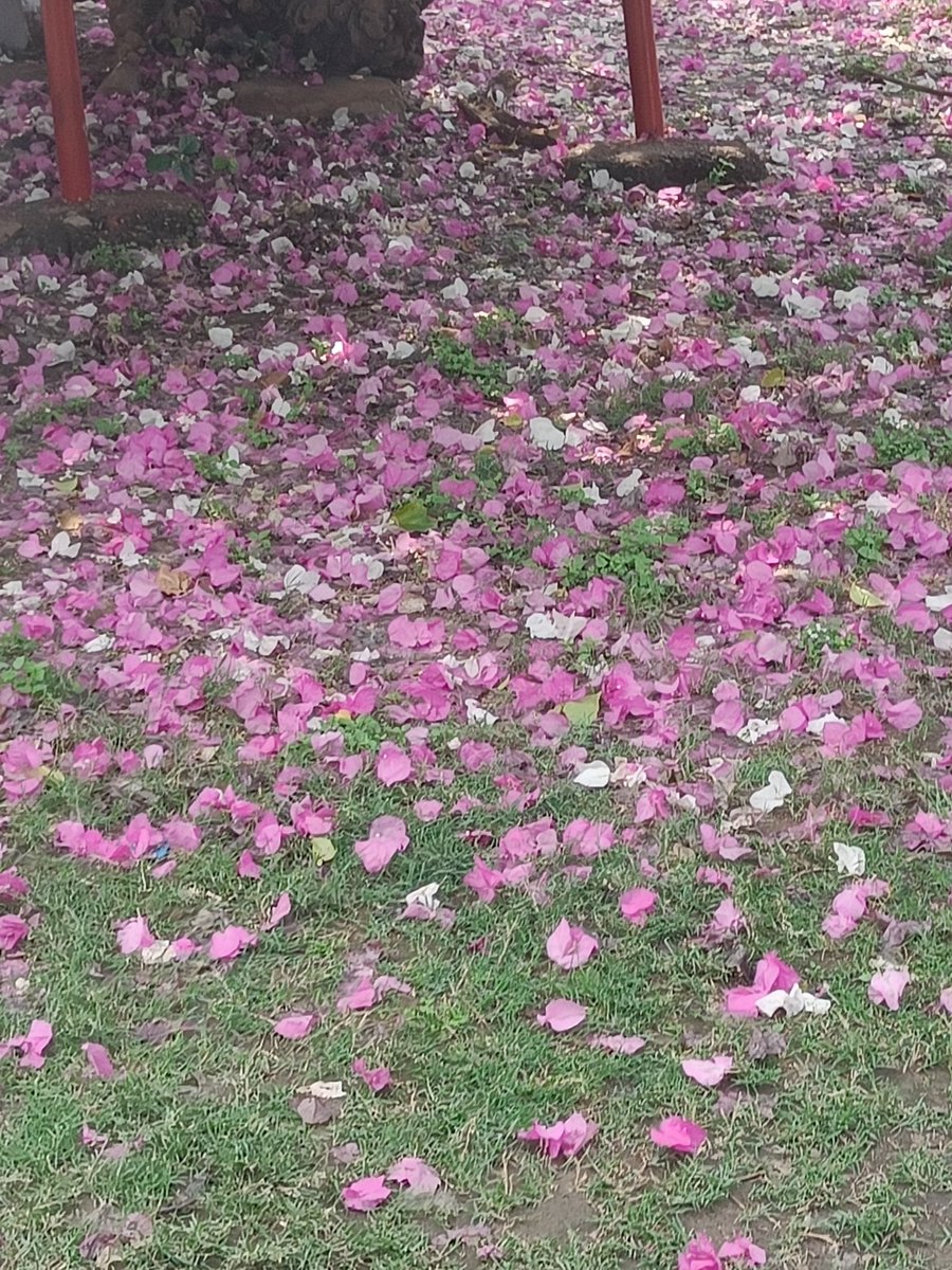tikulli's tweet image. Bougainvilleas of Delhi. Will add to this as a thread. #DelhiSpring #springindelhi #delhitrees #treesofdelhi #Flowers