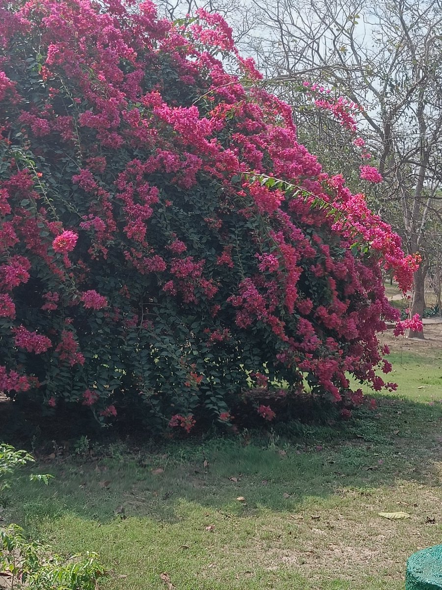 tikulli's tweet image. Bougainvilleas of Delhi. Will add to this as a thread. #DelhiSpring #springindelhi #delhitrees #treesofdelhi #Flowers