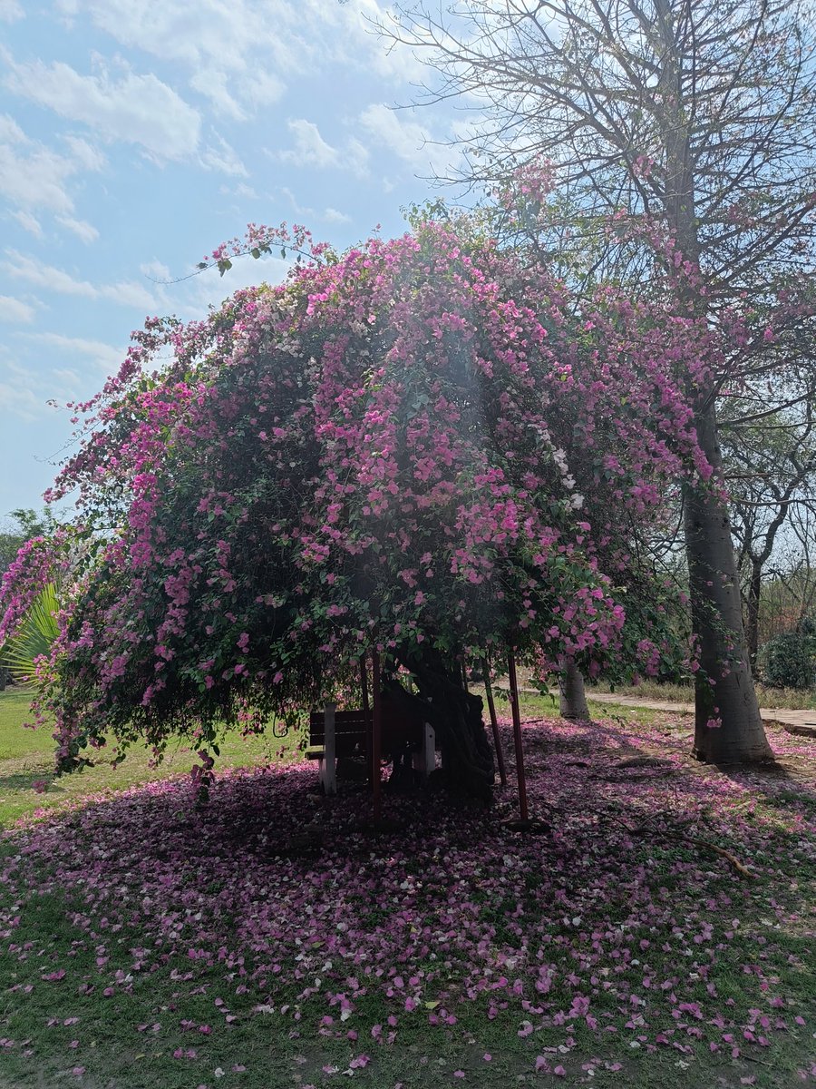 tikulli's tweet image. Bougainvilleas of Delhi. Will add to this as a thread. #DelhiSpring #springindelhi #delhitrees #treesofdelhi #Flowers