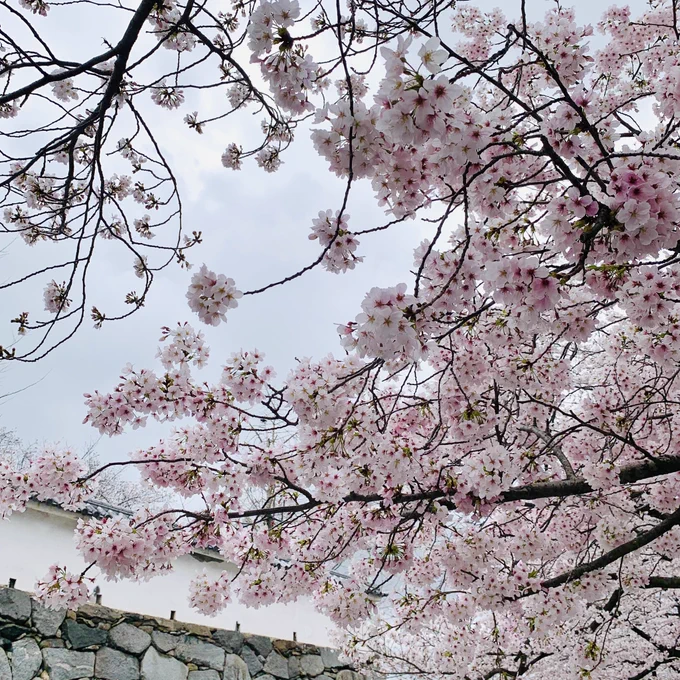満開の桜が綺麗だった城趾の石垣に似合う 