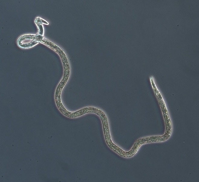 bernardslippers's tweet photo. Deladenus siricidicola (nematode) has two morphological states to specifically parasitise Sirex noctilio and Amylostereum areolatum, separately. #Sirex #biocontrol #foresthealth #invasivepest @Fabiteam1 @UPnasagric 4/9 https://t.co/Oys7wtXDvF