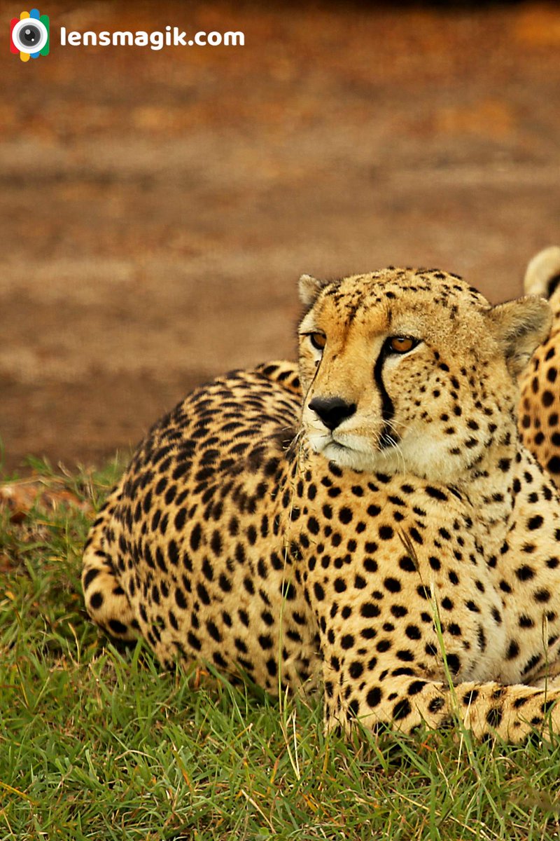 Cheetah bit.ly/34oAKel Fastest Land Animal #cheetah #fastestlandanimal #africancheetah #masaimarasafari #wildlifeafrica #largecatfamily #bigcats #wildlifephotography #wildlifekenya #cheetahafrica #twitternaturecommunity #cheetahspeed