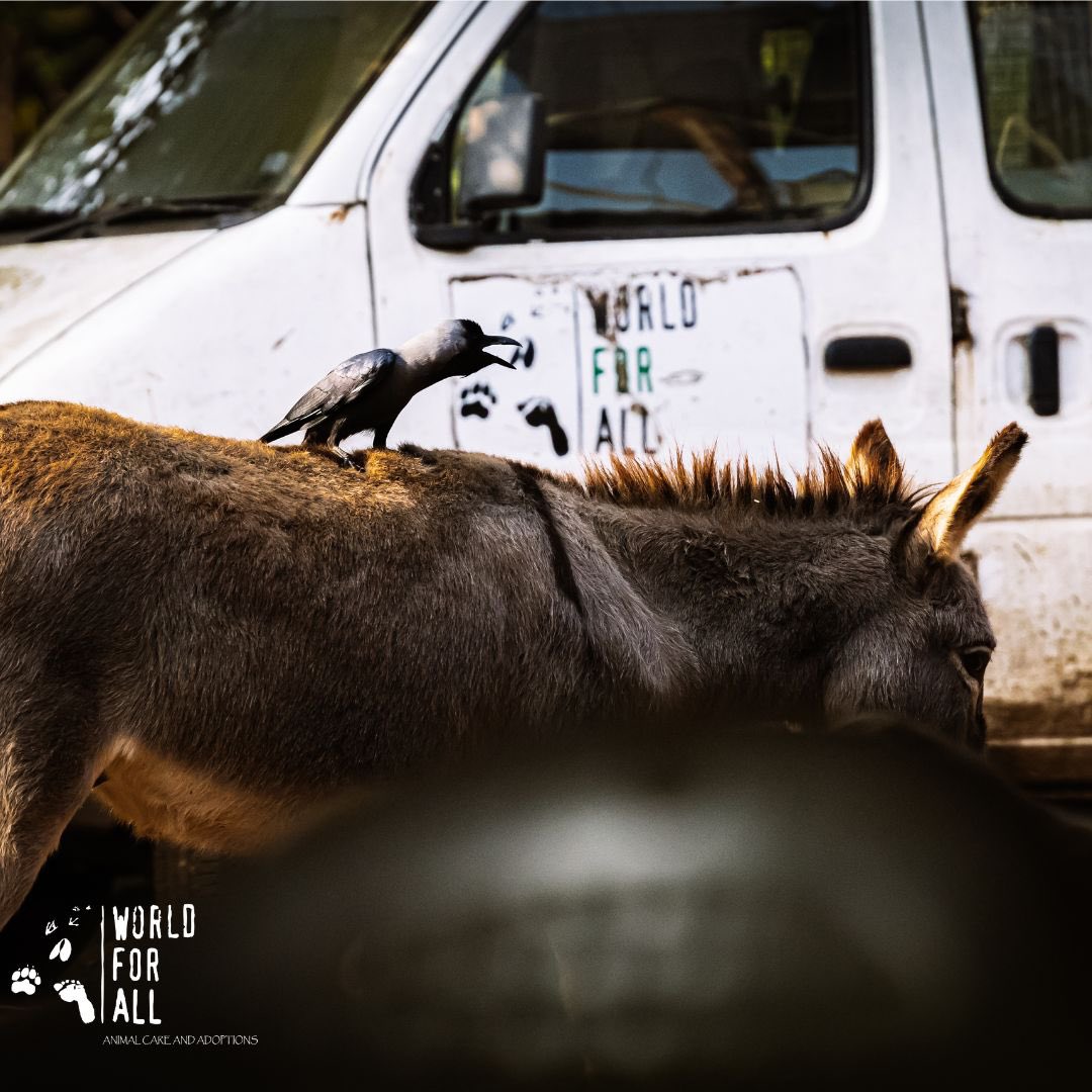 DSP Mutual Fund tweet media