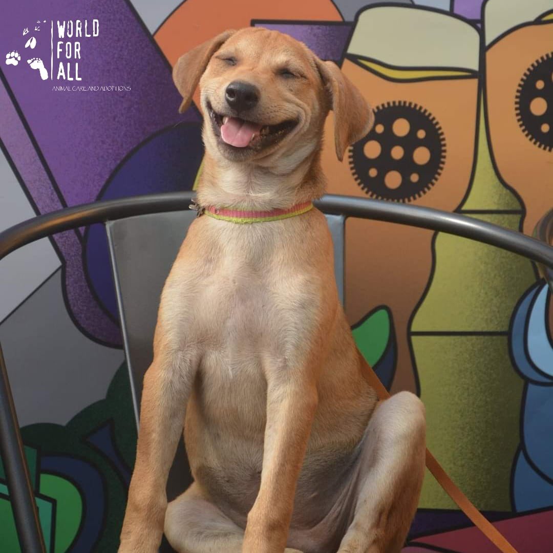 DSP Mutual Fund tweet media