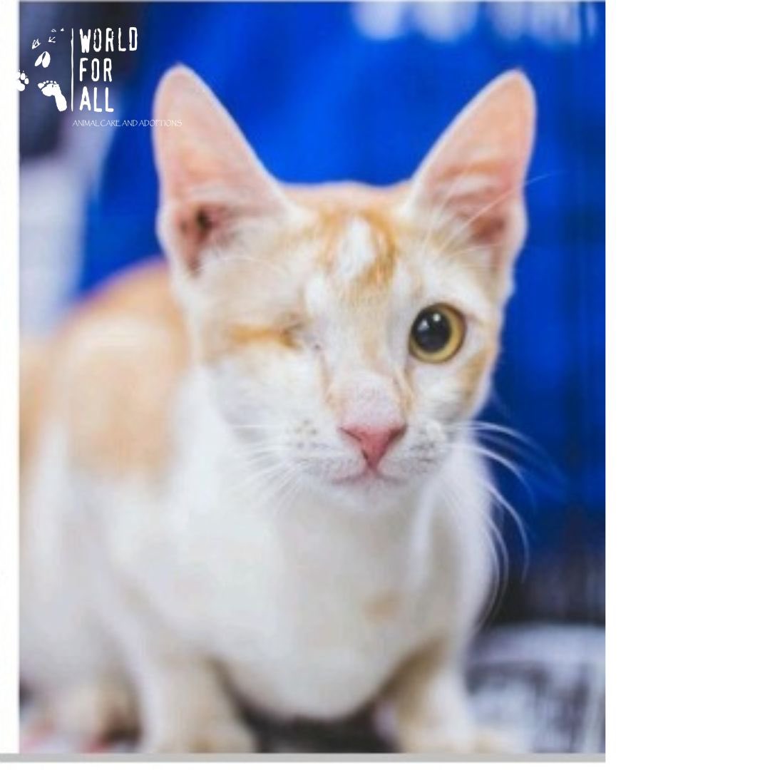 DSP Mutual Fund tweet media