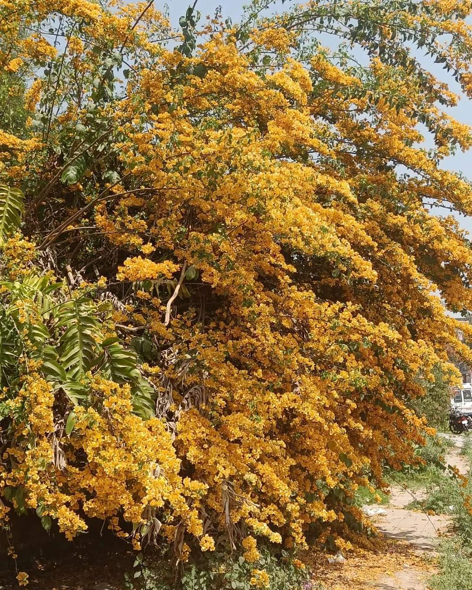 tikulli's tweet photo. 2. An unusual colour and my favourite. #Bougainvillea #Flowers #spring #Delhitrees #Delhi #treesofdelhi #springindelhi #delhispring https://t.co/p2KAoEg4Pz