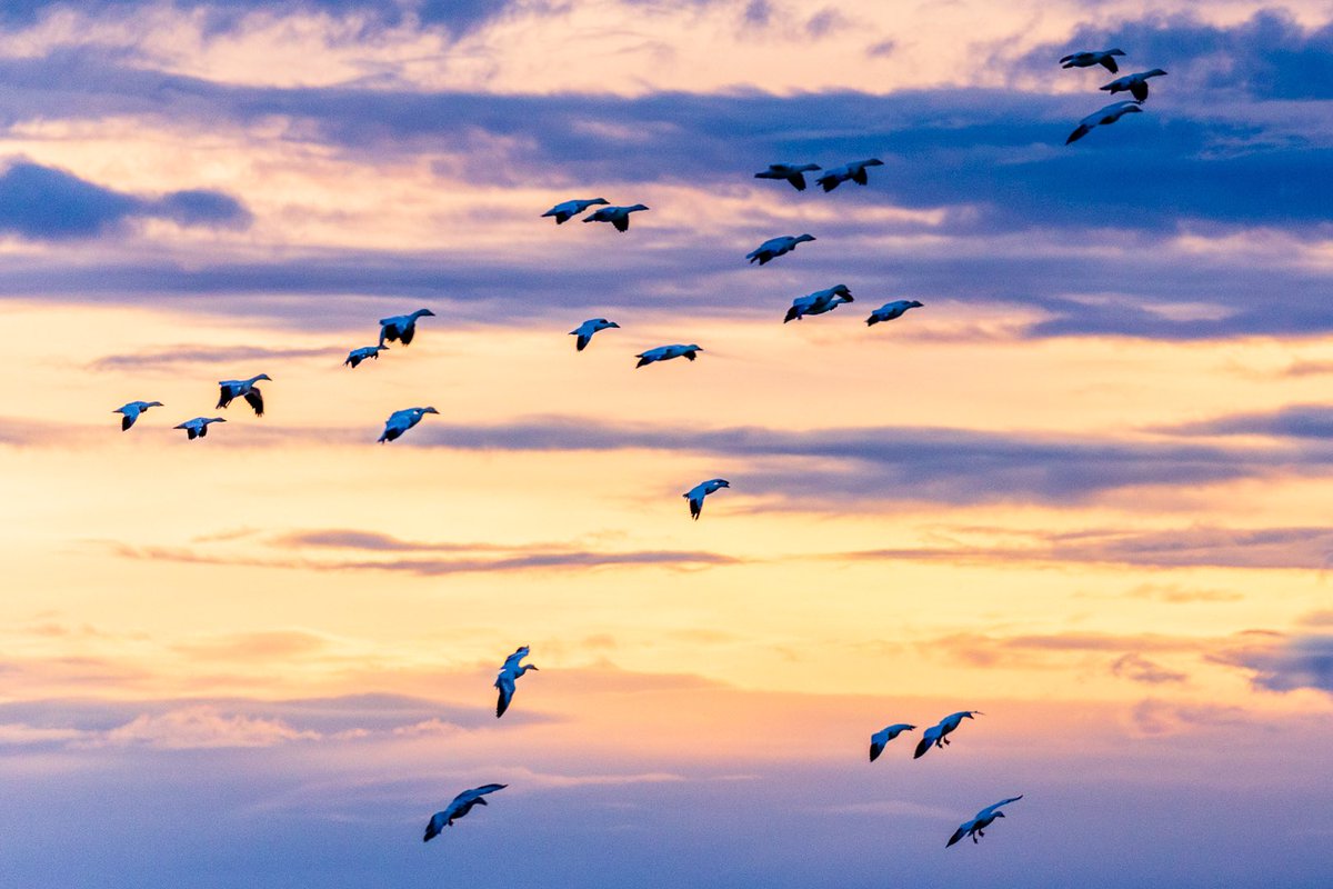 Central Montana Migration ….  …   … #springmigration #waterfowl #snowgeese #Montana #montanagram #montanamoment #lastbestplace #exploremontana #montanaphotography