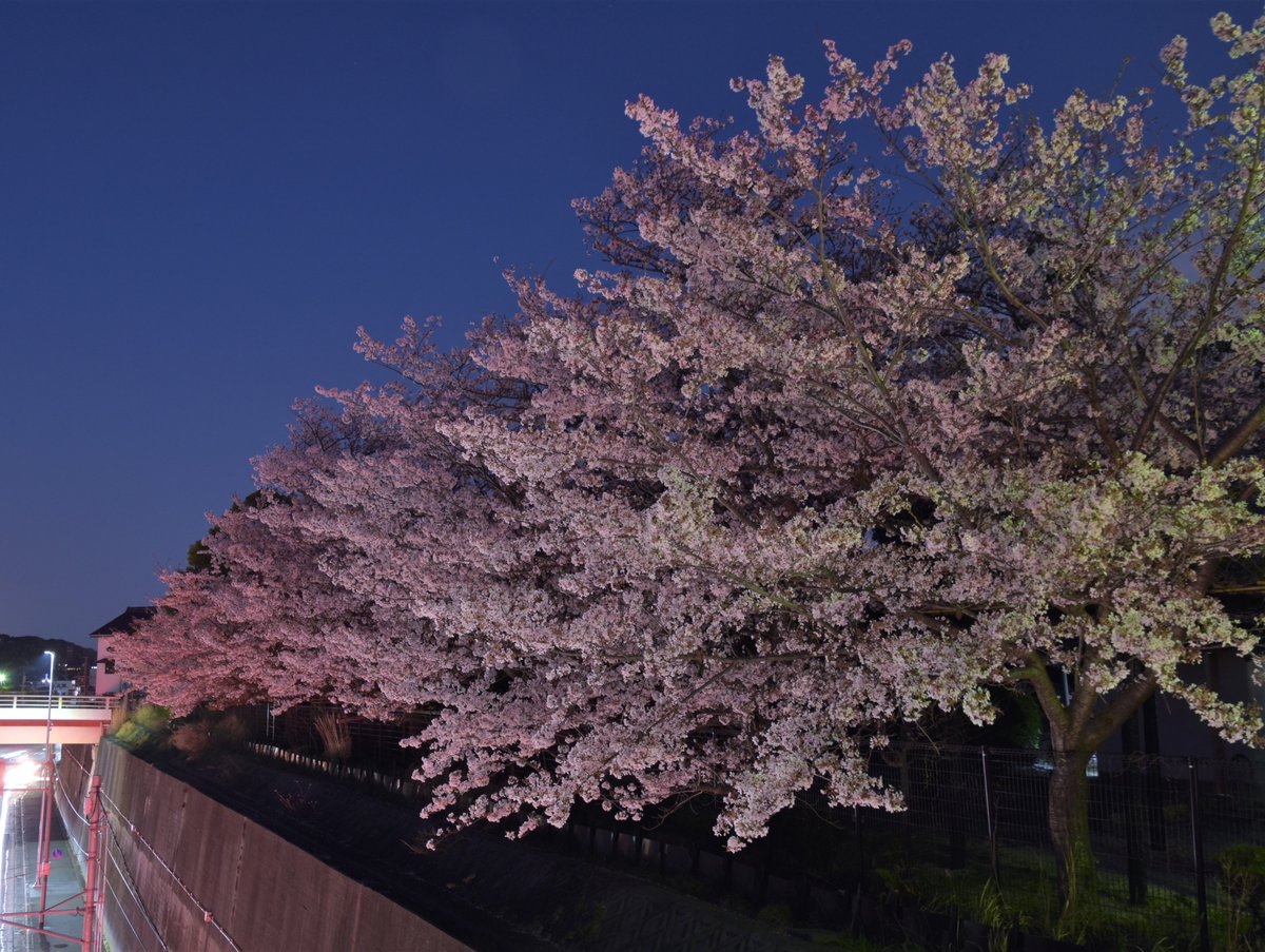 kawaiihanachiya's tweet photo. Spring has come https://t.co/tQtfCVKdx6