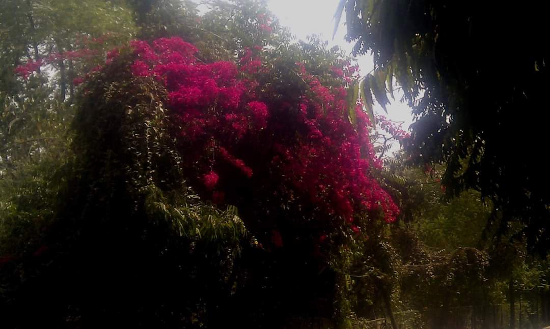tikulli's tweet image. Just a riot of colours. In the last pic you can see petritia volbaris too. Another gorgeous climber flowering these days. #Bougainvillea in #Delhi. #delhispring #springindelhi #Flowers #treesofdelhi #delhitrees