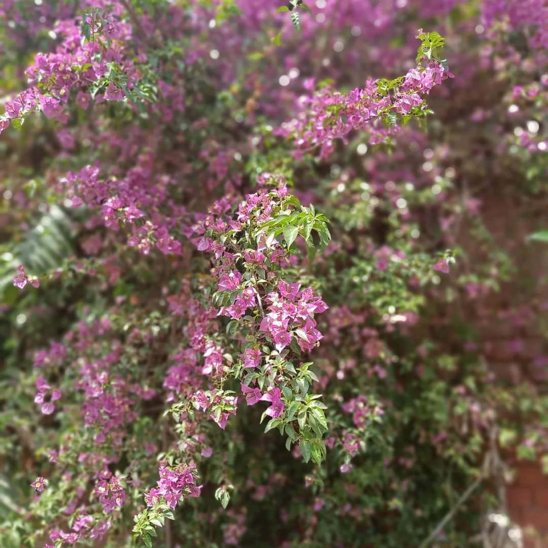 tikulli's tweet image. Just a riot of colours. In the last pic you can see petritia volbaris too. Another gorgeous climber flowering these days. #Bougainvillea in #Delhi. #delhispring #springindelhi #Flowers #treesofdelhi #delhitrees