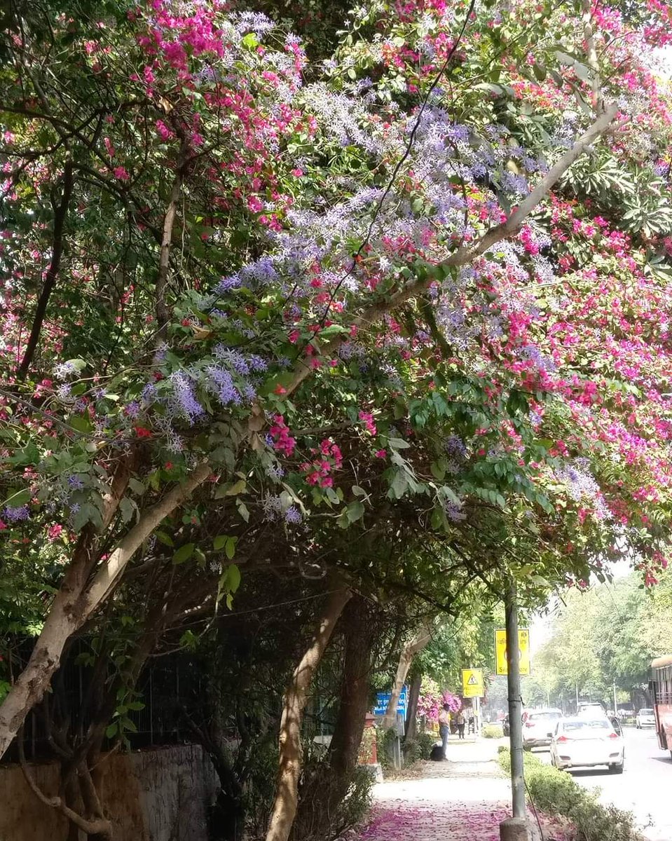 tikulli's tweet image. Just a riot of colours. In the last pic you can see petritia volbaris too. Another gorgeous climber flowering these days. #Bougainvillea in #Delhi. #delhispring #springindelhi #Flowers #treesofdelhi #delhitrees