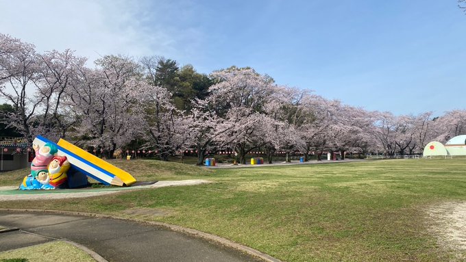 【むさしの村 桜開花情報】雨風にも耐え、まだまだ綺麗に咲いています😍本日はやっとお花見日和となりました🌸一部で桜のじゅう