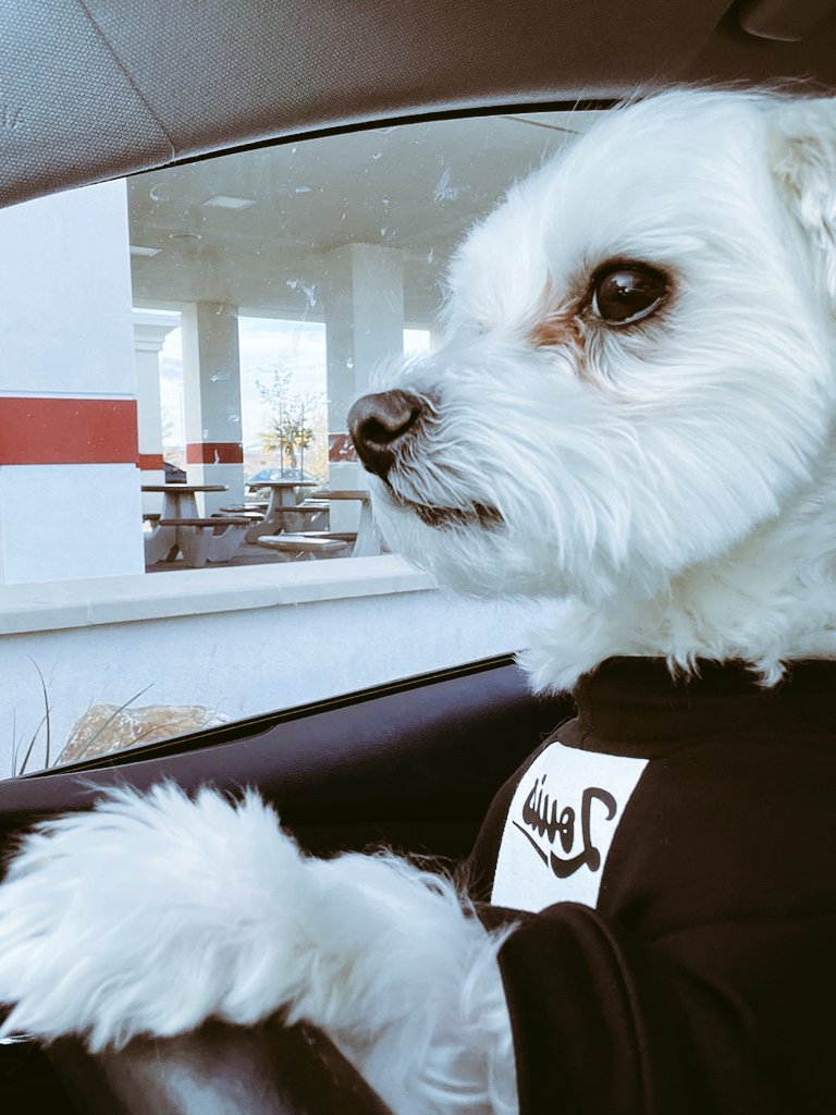 Pup wanted In-N-Out on his 5th b-day 🍔 #puppypattie #dogcake 5️⃣ #Louie