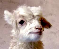Anonymouskashur's tweet photo. #Noori a #pashmina #goat, the first pashmina goat cloned using the process of #nucleartransfer. Born 9/3/2012, she was kept at the Faculty of Veterinary Sciences and Animal Husbandry, #Sher_e_KashmirUniversity of Agricultural Sciences and Technology of #Kashmir, Srinagar. https://t.co/2OoBqiiZe1