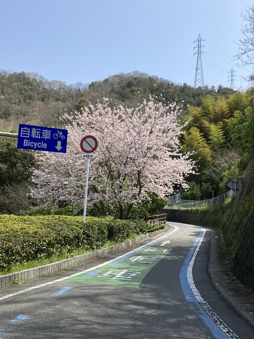 #しまなみ海道 #自転車生口橋、桜が咲いてました🤗あと49キロ😅スタートが76キロだったので27キロ進捗👍瀬戸田のドルチ