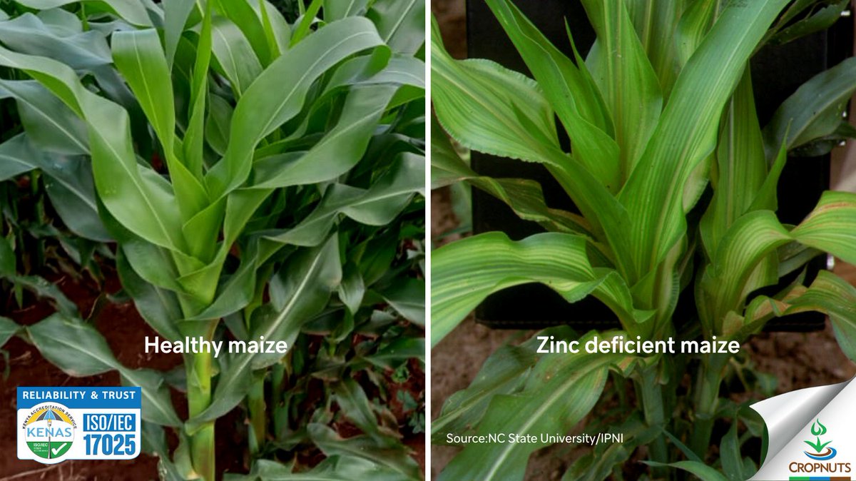 #Zinc deficiency in plants can occur if leaf content falls &lt;15ppm. Symptoms in maize include stunted growth, light green areas on new leaves, and white bands on the midrib. Deficiency symptoms can resemble Mn &amp; Fe deficiencies, so a leaf tissue test is needed for confirmation