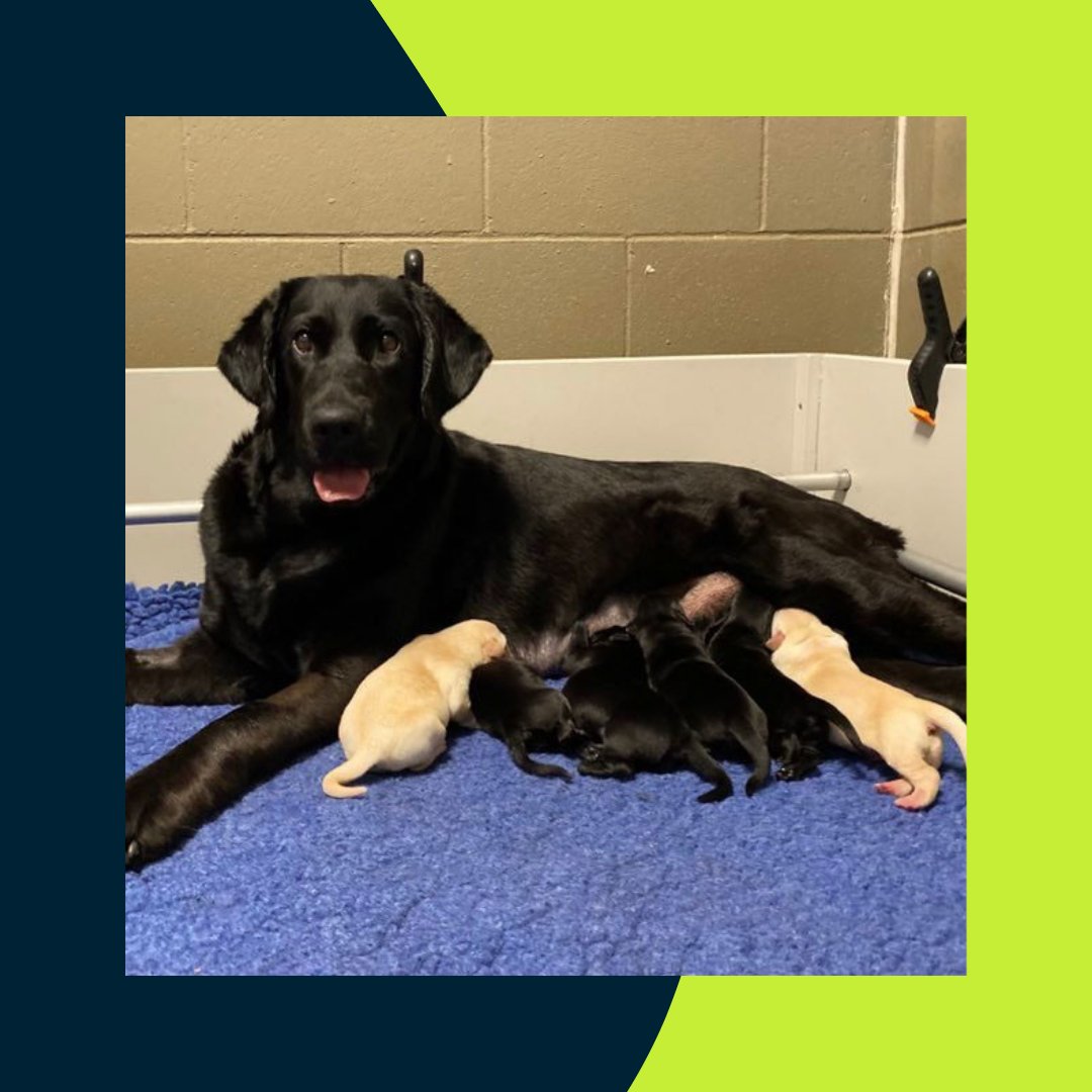 This year at Ballarat Begonia Festival, visitors to our Ballarat Sewer Build activation were able to choose from 1/3 charities for our project partner Diona, to donate to on their behalf

$452 was raised to support the important work of <a href="/visionaustralia/">Vision Australia</a>’s <a href="/VASeeingEyeDogs/">Seeing Eye Dogs</a> Program