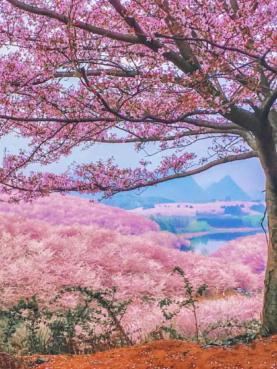 #sakura
so beautiful