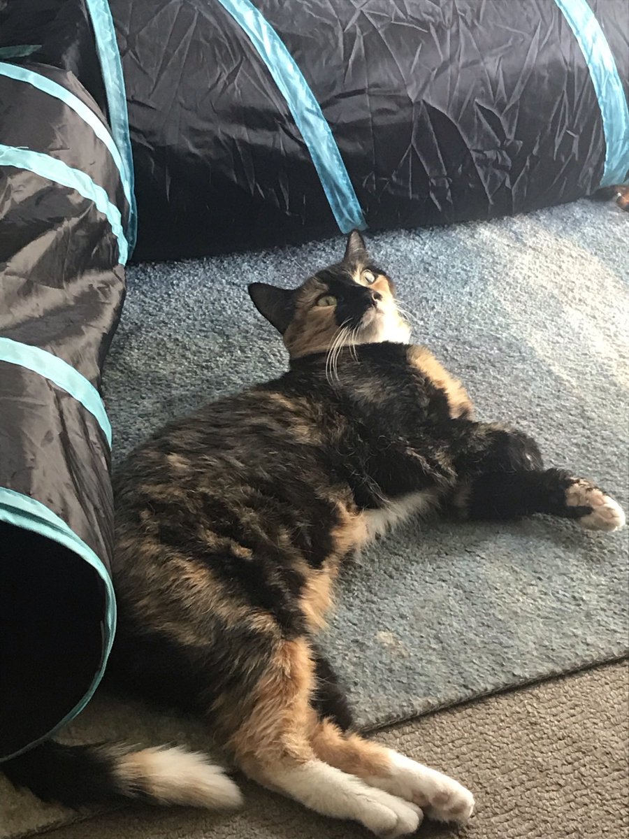 Came_ron88's tweet photo. Why is Fried Green Tomatoes trending?
One of my favorite movies and movie characters’Idgy’.
I named my cat after her.
She passed last week.
#FriedGreenTomatoes #FriedGreenTomatos 
#Idgy #Idgie #MaryStuartMasterson #IdgieThreadgoode https://t.co/S3nhW6SiFo