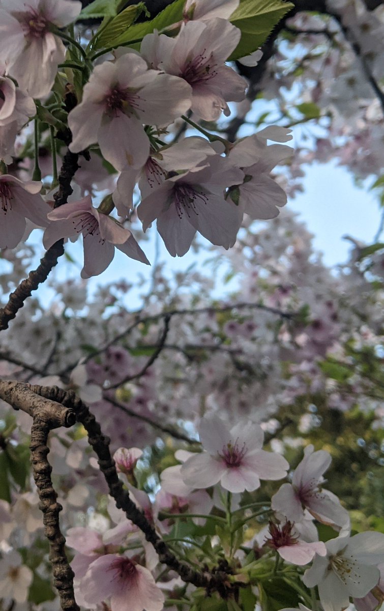 lotusfairies (@lotusfairies) on Twitter photo 