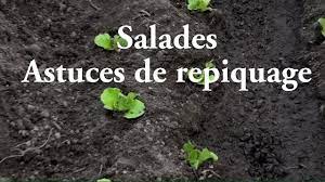 theviotmartial's tweet photo. Le #repiquage des #salades : https://t.co/AtEuPVwqxH
Lire aussi notre site Internet : https://t.co/m0uwR0l6ai
Important ! n'enterrez pas le collet lors des repiquages. https://t.co/ca1QpXqbyK