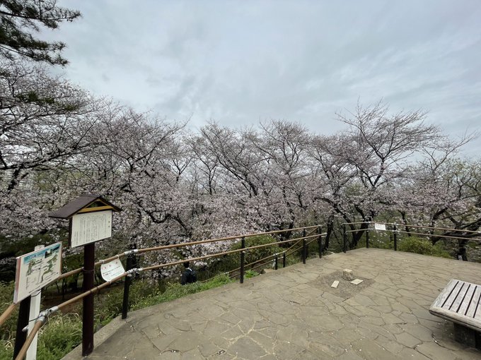 今年もきたぞ！！！相変わらず最高の場所だ🌸#君のいる町   