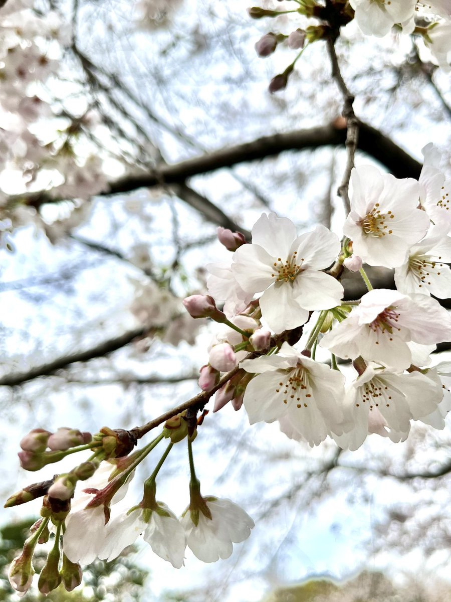 「駿府城公園で桜見ながらぼーっと散歩した。どっかに鶯いるなー見えないけど。声はする」|鼬家📚4/9静コミA17のイラスト