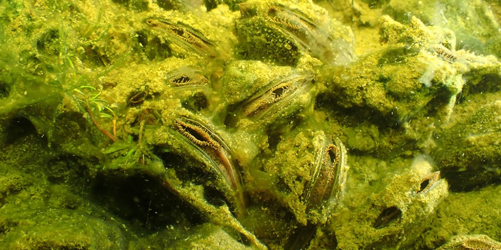 Kākahi, a native species classified as 'At risk - declining' has be found to be thriving in Rotokawau on the Poutō Peninsula! 🔗 READ THE FULL STORY: bit.ly/3z562q9
SUBSCRIBE to get more stories like this: bit.ly/2sRsWix