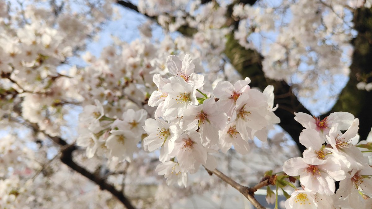 mothra20180227's tweet image. 朝焼けの桜
#OPPO #OPPOfindx3pro