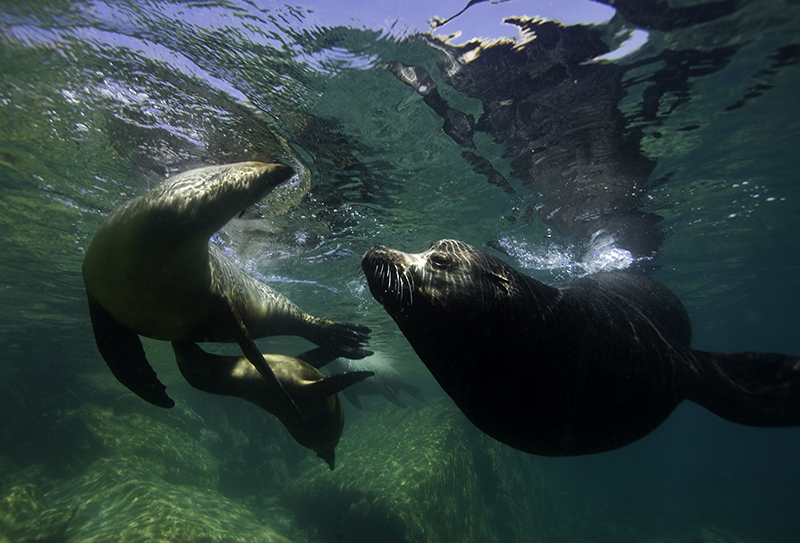 Las aguas son tan cristalinas, que bucear o snorkelear es uno de los imperdibles del destino. Los alrededores de la Isla Espíritu Santo son un punto increíble para esta actividad.

#LaPazBCS #BajaCaliforniaSur #BCSmx