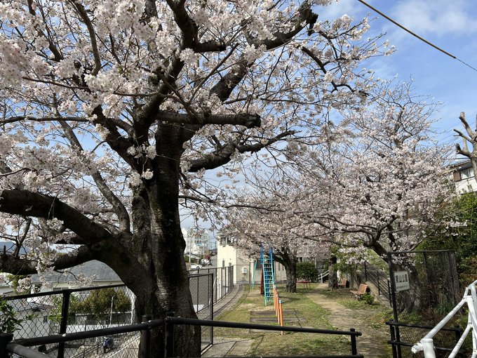 昨日ようやく午前に雨が止んだので『東山公園』の咲き具合を見て来ました。園内には桜の木が4本ありますが咲き具合はまちまちで