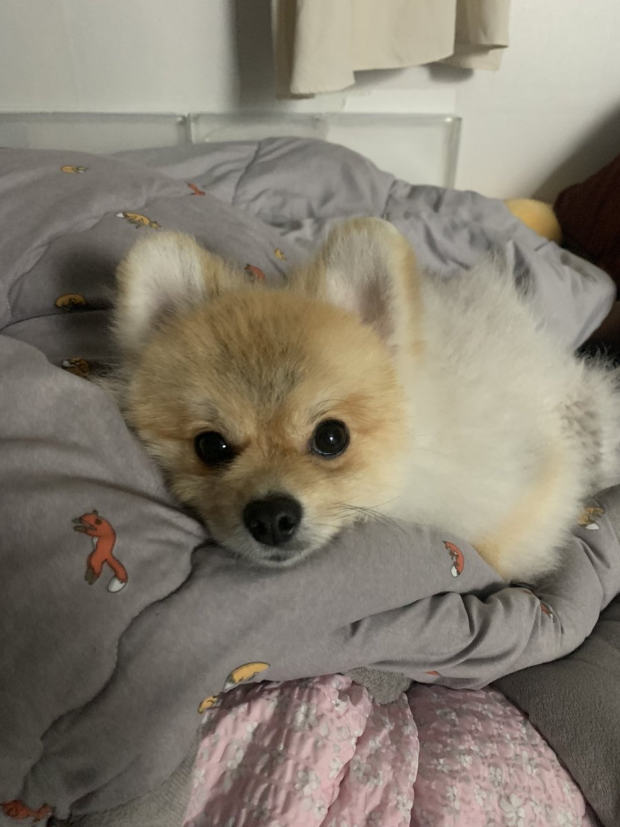 Tan122603's tweet photo. 오늘은 오리눈나가 있어서 두두 작은 누나 출근이 두렵지않아! https://t.co/QqwesaJtVJ