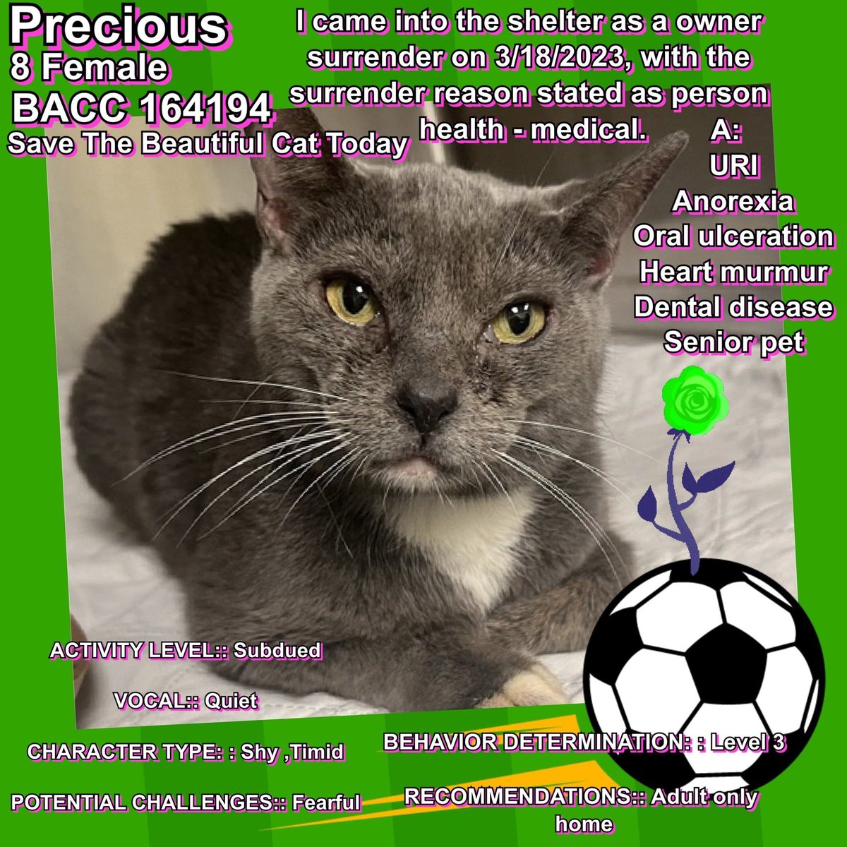 Kimberlykokourt's tweet photo. 2 Beautiful Female #Cats From The #Manhattan & #Brooklyn Animal Care Center (#NYCACC Shelter) Are Both Scheduled For Euthanasia On Tuesday March 28, 2023 At 12PM Due To Medical Issues! #GrayGray #ID166778 Anemia, Anorexia: #Precious #ID164194 Anorexia, URI! #CatsOfTwitter RT https://t.co/F1hDQ3ALuf