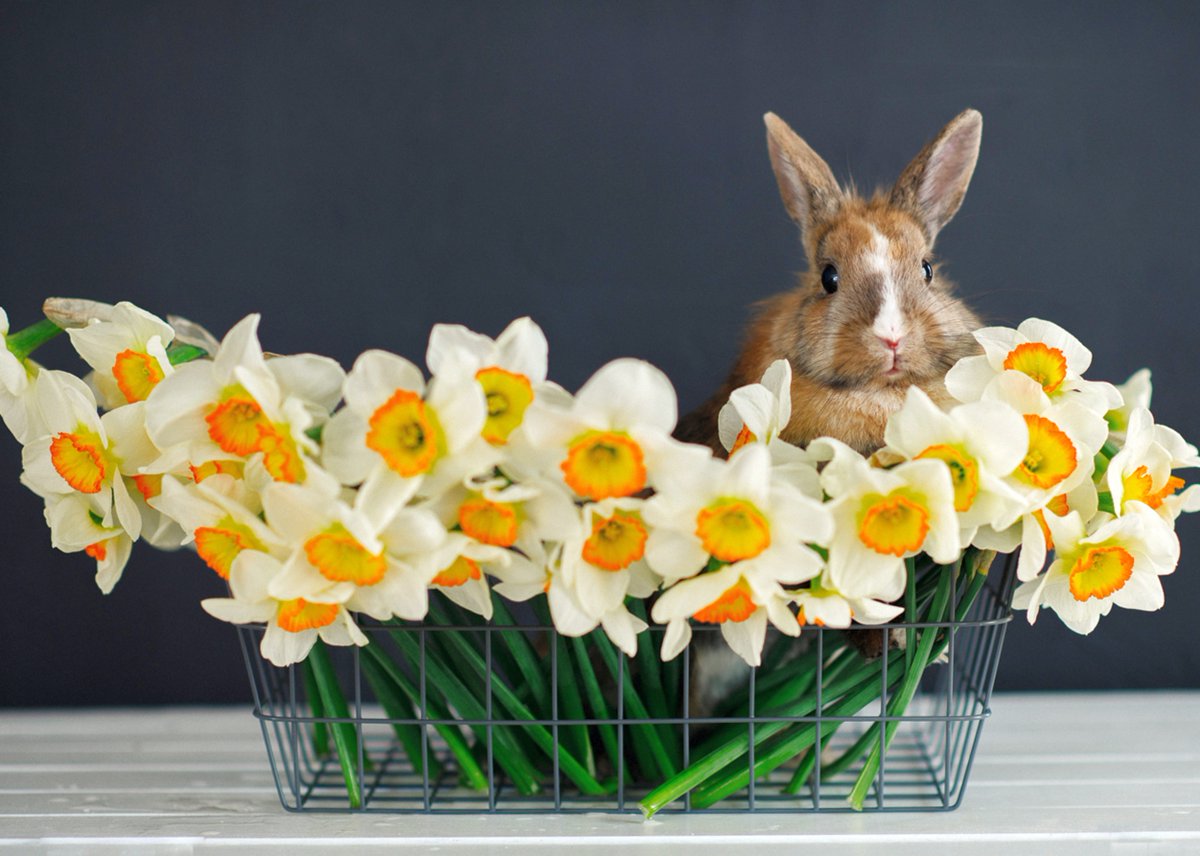 klerk687's tweet image. Easter Basket Ideas 2023. Read below
medium.com/@klerk687/east…
#easter, #easterbasket, #eastergifts, #easterbasketideas, #easterbunny
