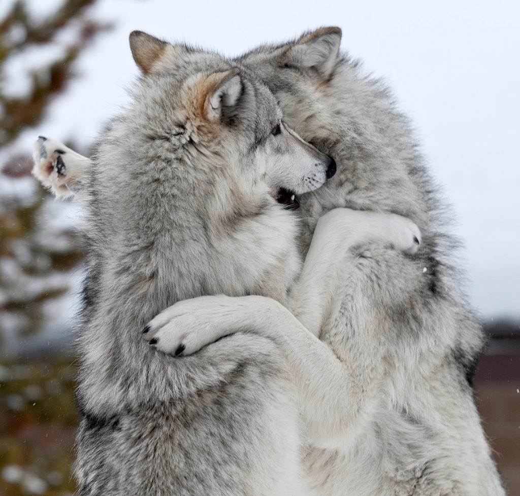 HourlyWolves presents: