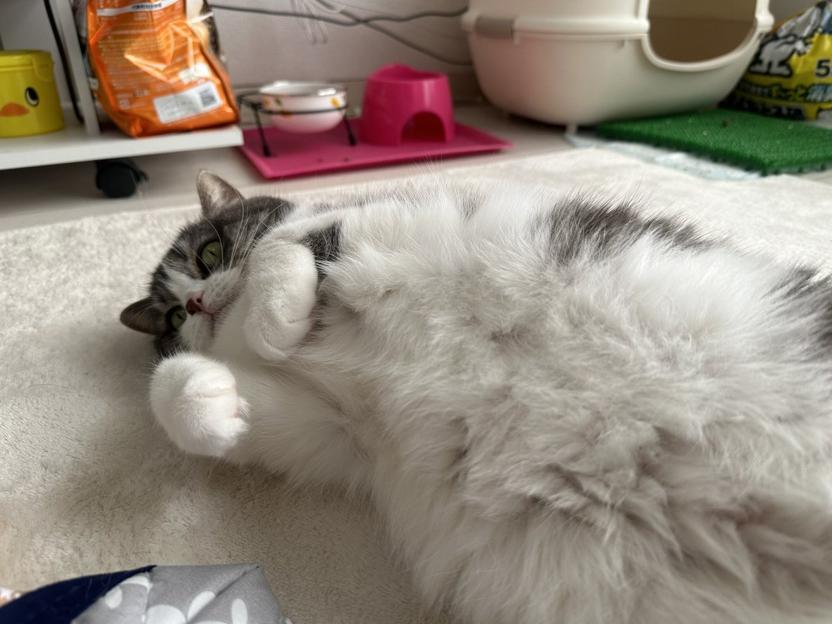 ユウねこ tweet media