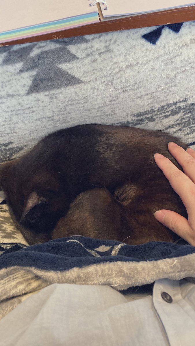 猫ちゃんに安定剤を与えて
どんな様子かみているんやけど
(引越し時に飲ませて
眠ったまま
自家用車で引越し)

ぐんにゃりしててどうもかわいそうで

仕事が手につかない😭 https://t.co/ihjrqJ8yct