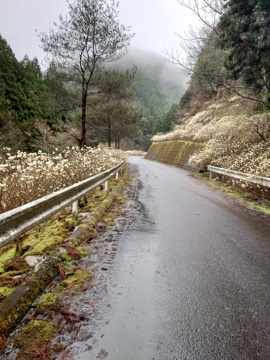 btysg1959's tweet photo. 昨日、雨の中みつまたの群生を見に行ってきた。 https://t.co/zX0bHqynLx
