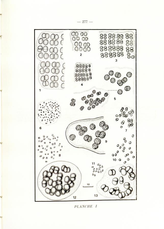 nicolekearney's tweet photo. Twelve new genera of Cyanobacteria were described from the Seine in 1979. This research & more from Bulletin du Muséum national d'histoire naturelle is now accessible, discoverable & has DOIs thx to efforts by @BioDivLibrary, @Le_Museum & Team #RetroPIDs. https://t.co/gbB6Rp0DpE https://t.co/wk88bjHOpH