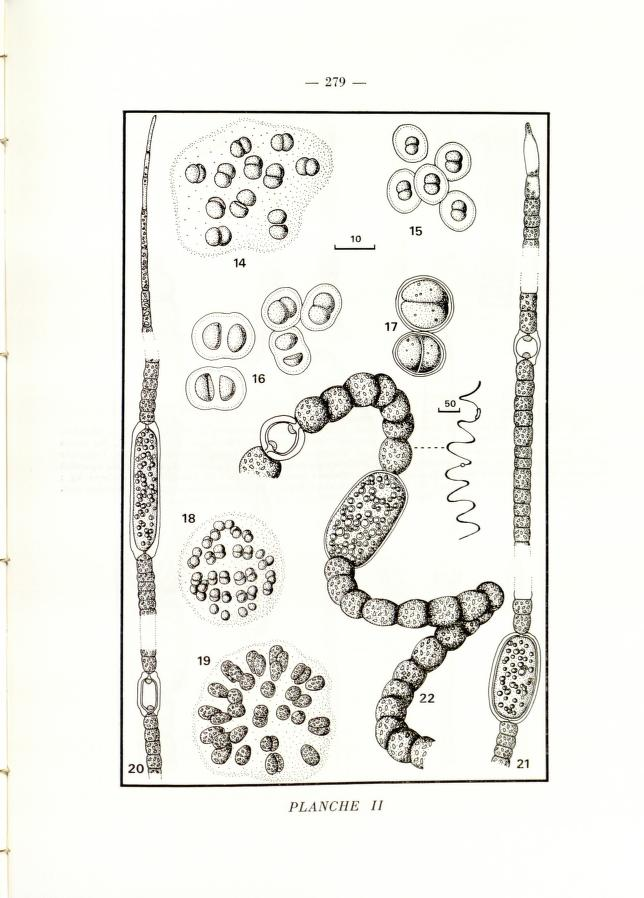 nicolekearney's tweet photo. Twelve new genera of Cyanobacteria were described from the Seine in 1979. This research & more from Bulletin du Muséum national d'histoire naturelle is now accessible, discoverable & has DOIs thx to efforts by @BioDivLibrary, @Le_Museum & Team #RetroPIDs. https://t.co/gbB6Rp0DpE https://t.co/wk88bjHOpH