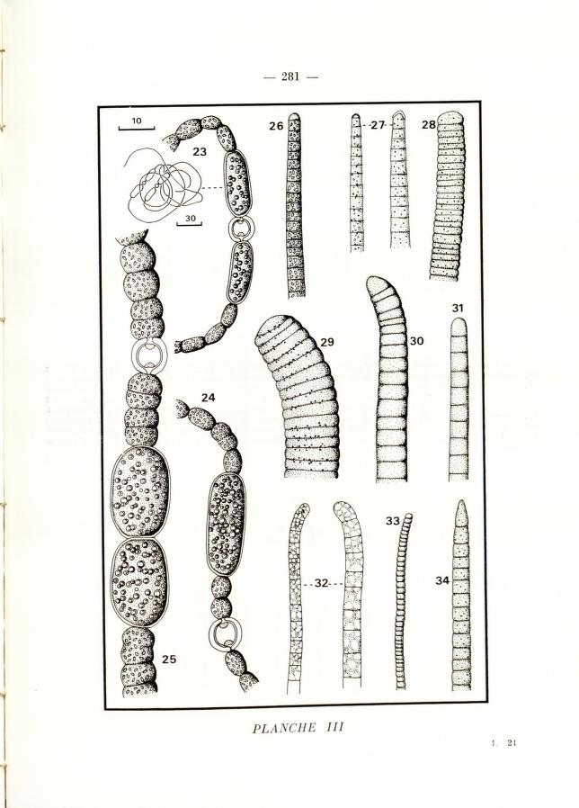 nicolekearney's tweet photo. Twelve new genera of Cyanobacteria were described from the Seine in 1979. This research & more from Bulletin du Muséum national d'histoire naturelle is now accessible, discoverable & has DOIs thx to efforts by @BioDivLibrary, @Le_Museum & Team #RetroPIDs. https://t.co/gbB6Rp0DpE https://t.co/wk88bjHOpH